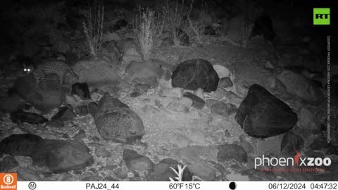 Ocelot roaming in southern Arizona first one seen in 50 years