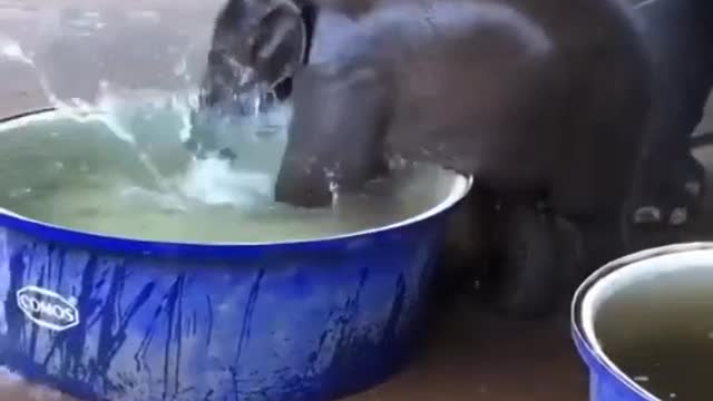 Duck and baby elephant is a very beautiful video