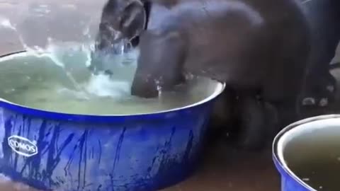 Duck and baby elephant is a very beautiful video