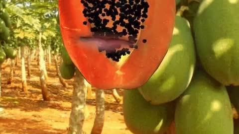 Papayatón en Bolívar