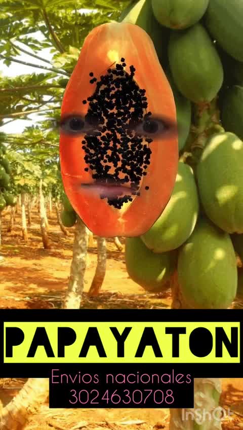Papayatón en Bolívar