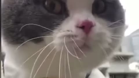 Speaking cat introducing itself