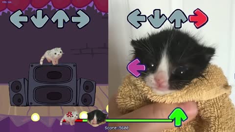 Kitty Music Game