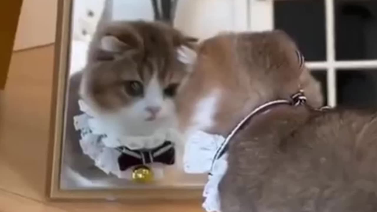 Funny cat videos🐈🐾🤍🎶🫶