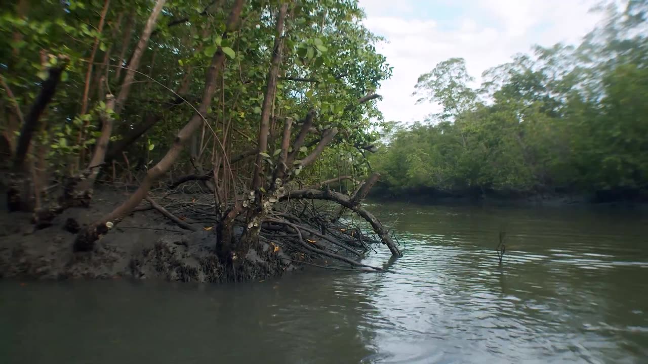 coverr-greenery-by-the-lake-8523-1080p