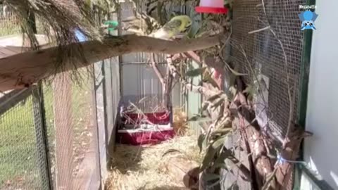 In Mandis aviary Popcorn is unexpectedly a hit (extra footage)