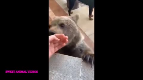 Funny cat video of dressing funny dog awesome amazing animal baby videos compilation of 2022