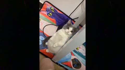 Try Not To Laugh Funny Animal Videos || 💖 Part 1