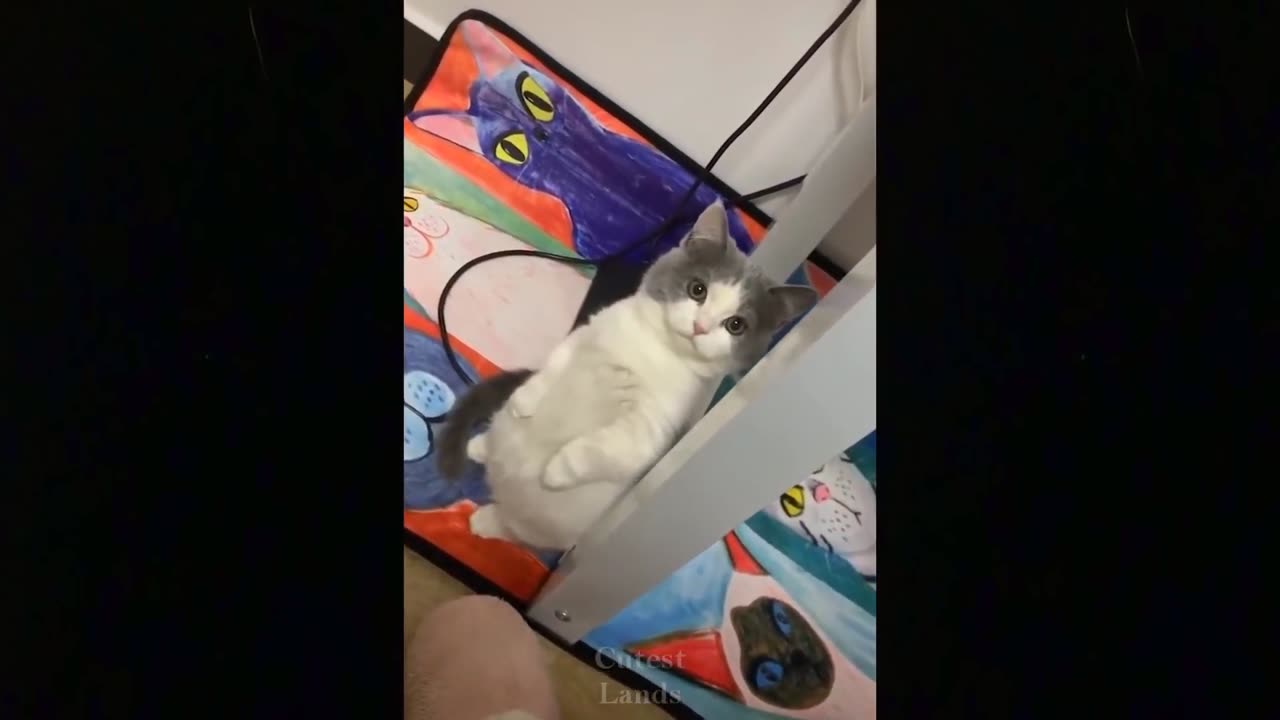 Try Not To Laugh Funny Animal Videos || 💖 Part 1