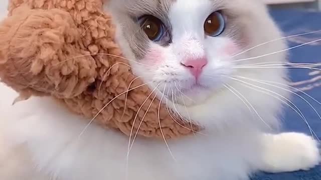 Very adorable cat