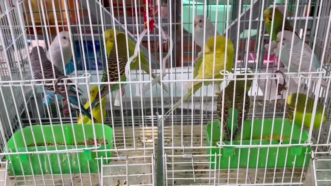 Beautiful birds and animals