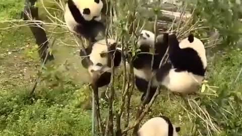 As everyone knows that pandas grow from the tree