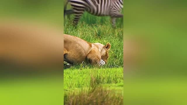 Watch the lion attack on the zebra