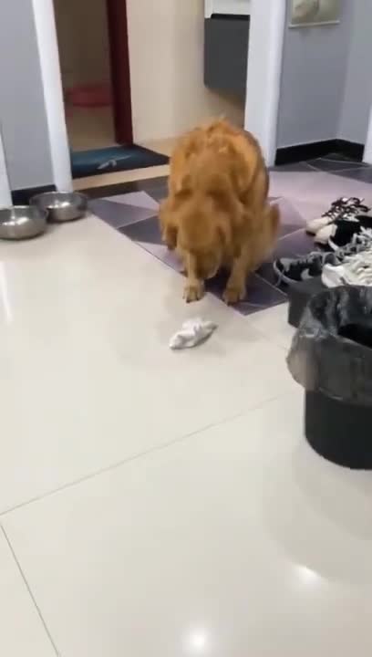 .dog doesn't like my socks 😅 #shorts