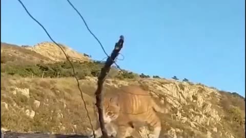 Meow star, one planet