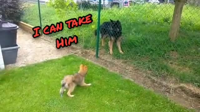 Little Dog VS Big Dog Too Cute