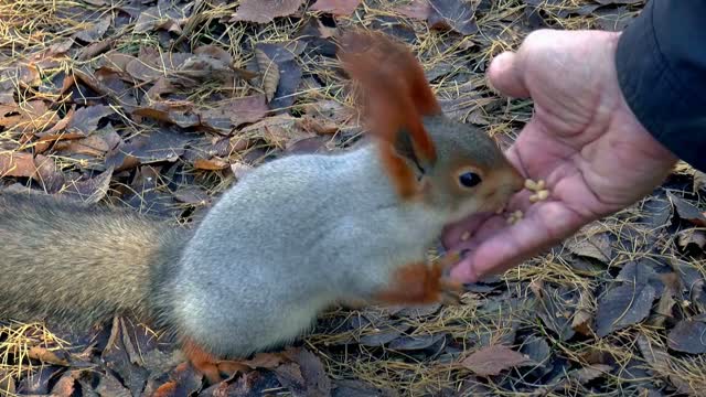 A cute squirrel💜