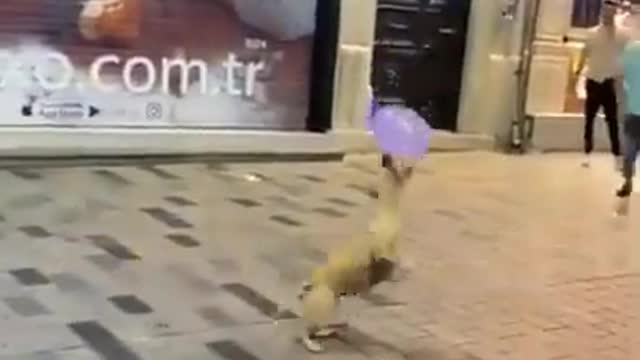 Street Dog Playing with balloon