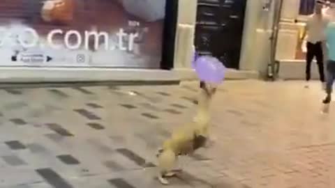 Street Dog Playing with balloon