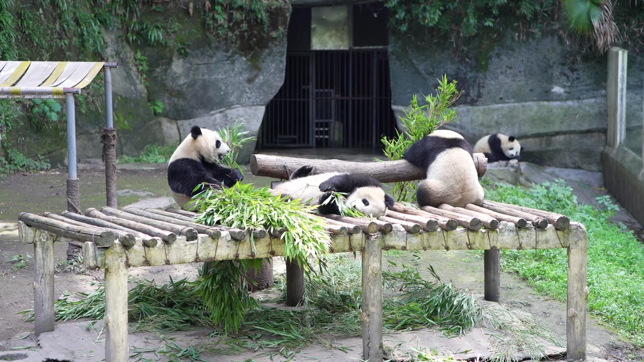 Panda is a precious animal in the world