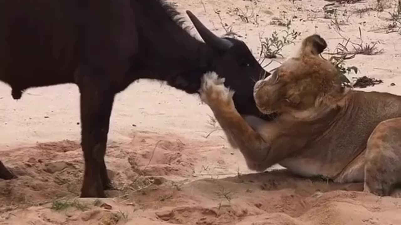 Lion eat a befelow mouth //very dangerous