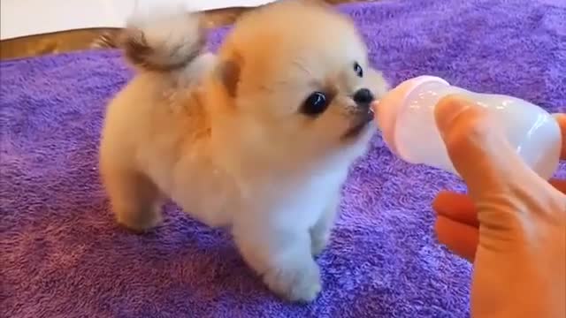 Funny baby dog eating #dog