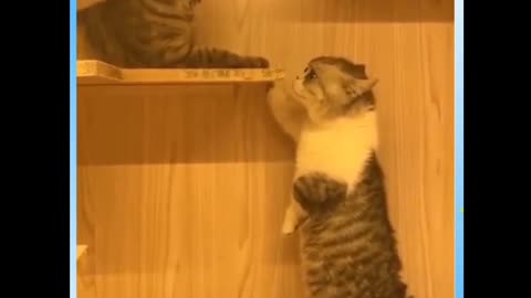 Cute and Funny Cat Videos to Keep You Smiling