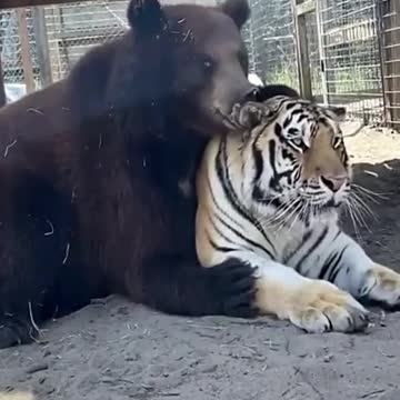 Tiger and Bear are Best Friends - Cute Wild Animal Besties!