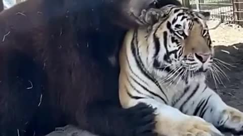 Tiger and Bear are Best Friends - Cute Wild Animal Besties!