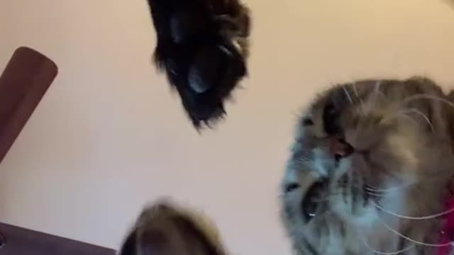 Can't stop laughing animals 🐈😺 Cute #19💋🥺