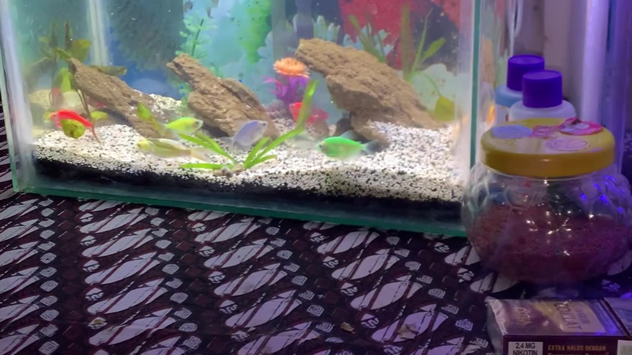 Glow Fish
