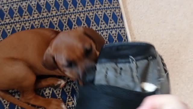 Pup Learns Word To Let Go So Well, She Makes Sure Owner Knows She Gets It