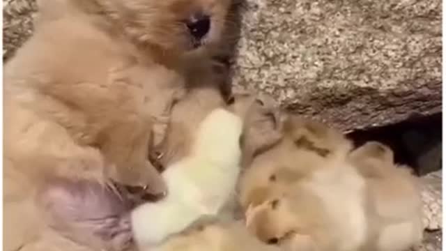 Puppy playing with little chick 🐥