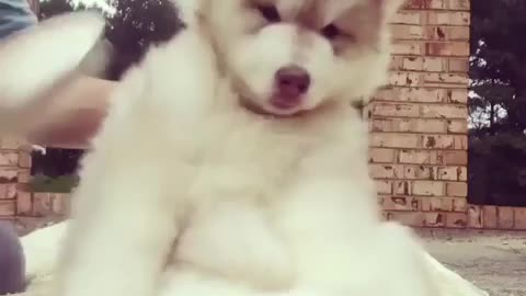 Funny dog