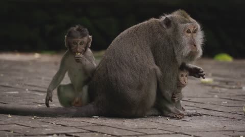 Monkey and its babies