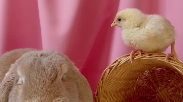 Chick really wants to befriend little bunny rabbit