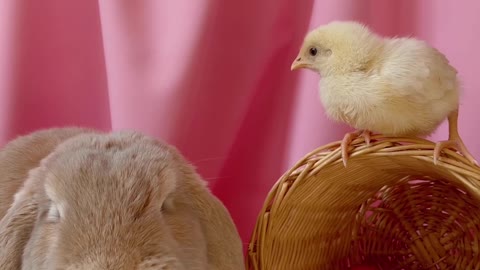 Chick really wants to befriend little bunny rabbit