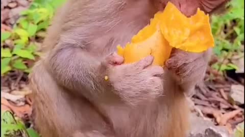 Monkey eating fresh Ripe Mango