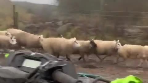 Dog Herds Sheep