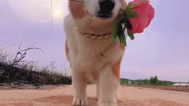 Can you be more romantic, sunset, evening wind and flowers