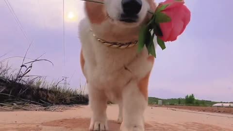 Can you be more romantic, sunset, evening wind and flowers
