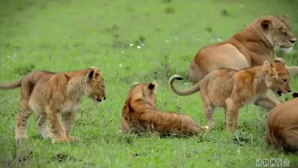 Three little lions play