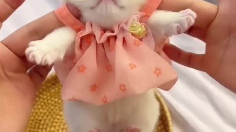 Sweet cat