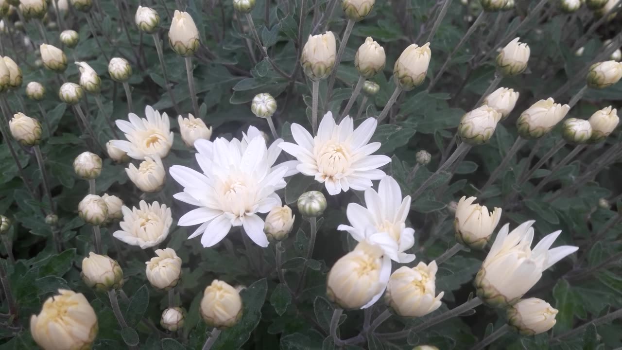 Chrysanthemums begin to bloom