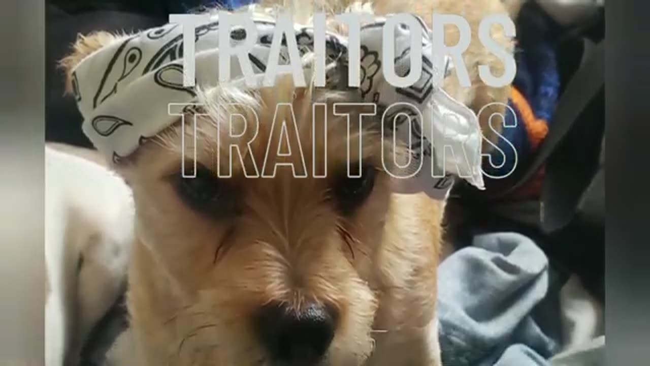 The TikToker That Gets Excited By Animals A Little To Much Anacondasins