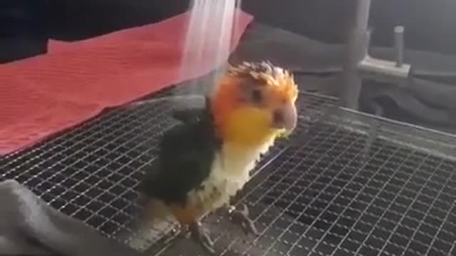 Funny Bird Taking Shower cute