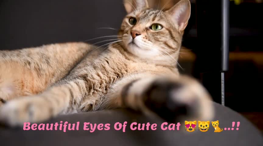 Beautiful Eyes Of Cute Cat 😸🐈😻..!!