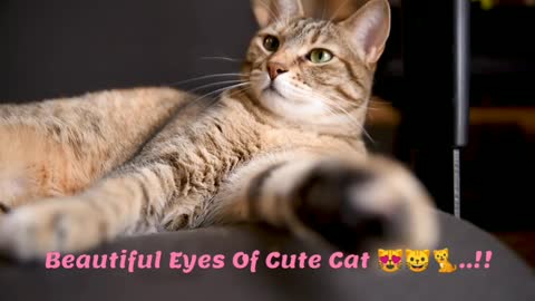 Beautiful Eyes Of Cute Cat 😸🐈😻..!!