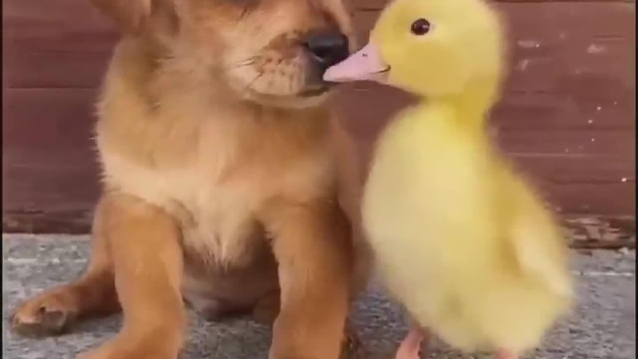 Funny _animal _videos _showcase _adorable _and hilarious moments: