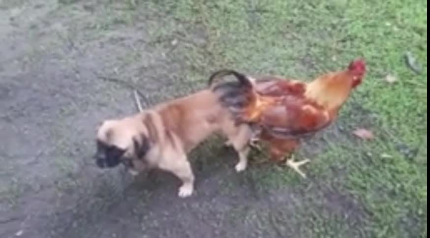 Dog mating with chicken